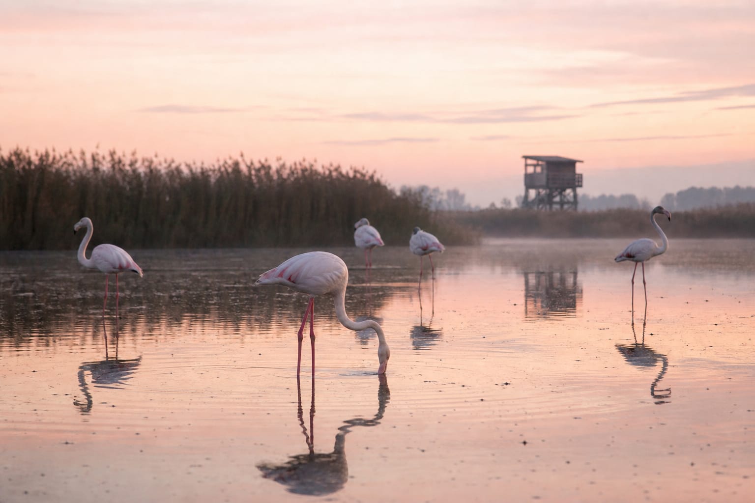 Flamants roses dans un étang camarguais au lever du jour, roselière en arrière-plan
