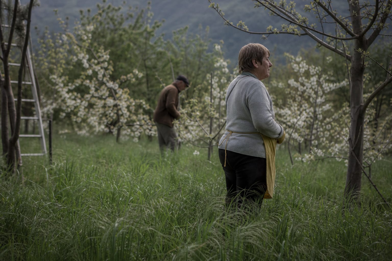 Verger en fleur au printemps avec herbe haute