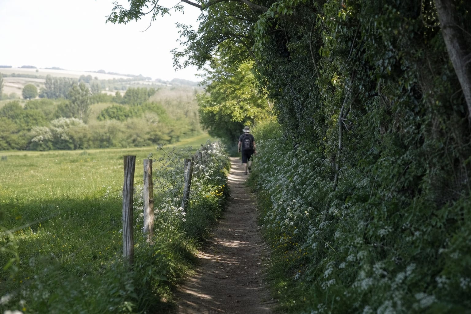 Prairie fleurie et sentier bordé de haies au printemps